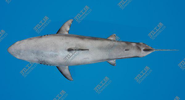 images/goods_img/20210312/3D White Shark model/5.jpg